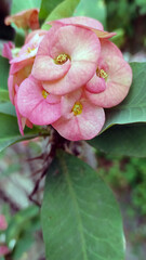 Euphorbia milii flower or crown of thorns flower
