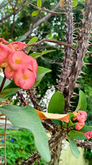 Euphorbia milii flower or crown of thorns flower