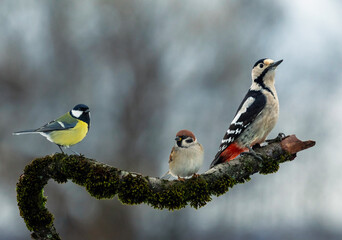 three different birds sparrow, woodpecker and tit sitting on a beautiful branch with moss in the...