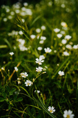 small white flowers on a green meadow