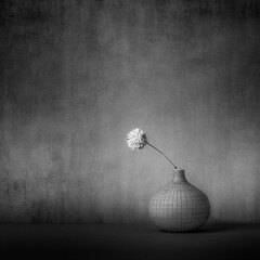 Fine Art Still, Life Black and White image of a small White Pom Pom in a Small vase in Square Format