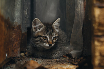 small and brave  grey cat sitting in the garden