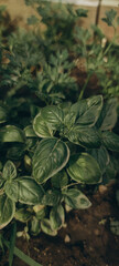 Fototapeta premium fresh green basil leaves 