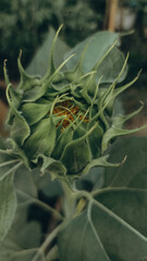 beautiful yellow sunflower among green leaves