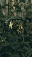 small green tomatoes blooming with yellow flowers in the garden