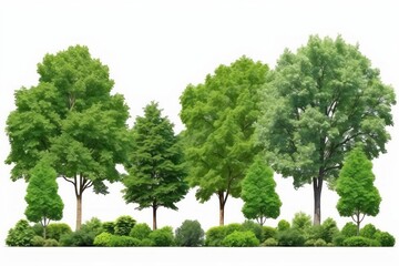 Obraz premium Trees isolated on white background, tropical trees isolated used for design, advertising and architecture