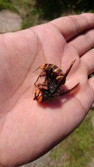 739)northern giant hornet killed by Japanese honeybee counterattack(Photo taken at 11:24 on october 4, 2015)