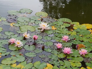 Blooming pink water lilies (Nymphaea) on the surface of a garden pond.