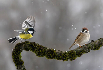 birds tit and sparrow sitting on a beautiful branch with moss in the garden under the snow