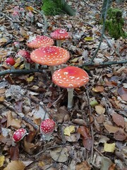 A group of fly agarics (Amanita muscaria) in a forest in autumn.