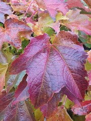Autumn colored leaves of woodbine, Parthenocissus tricuspidata, ablaze with colour