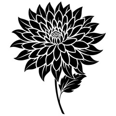 black and white chrysanthemum flower