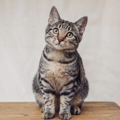 Obraz premium Tabby Cat Sitting On Wooden Surface