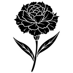 illustration of a carnation flower