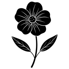 black and white buttercup flower