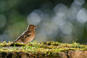 Chaffinch resting on the ground with a blurred bokeh background. Close-up detail photo