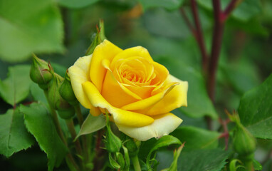 single yellow rose. beautiful yellow rose closeup. selective focus