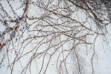 Abstract Minimalist Wall Texture with Intertwined Bare Branches and Natural Geometric Patterns