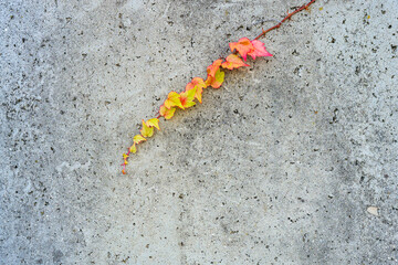 Vibrant Autumn Ivy Vine on a Rough Concrete Wall – Minimalist Nature and Texture Contrast