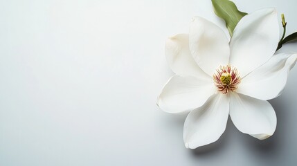 Obraz premium A serene white magnolia on a pale gray background, close-up shot, Minimalist style