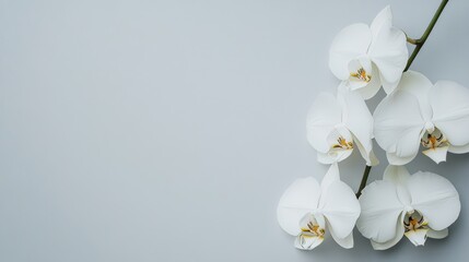 Obraz premium A serene white orchid on a soft gray backdrop, close-up shot, Minimalist style
