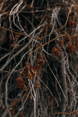 dark and old dry grass and branches texture background