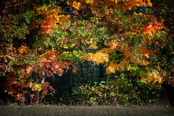 Vibrant autumn foliage in a serene landscape showcases the beauty of nature during crisp fall days