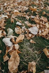 a lot of dry leaves in the autumn park ground