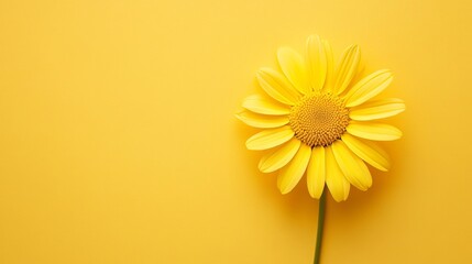 A single bright yellow daisy on a subtle mustard yellow background, detailed close-up shot, Minimalist style