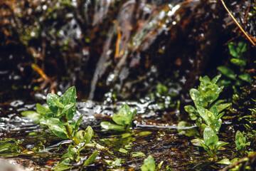 little green leaves near the mountain waterfall