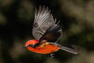 Vermilion Flycatcher (Pyrocephalus rubinus) in Flight