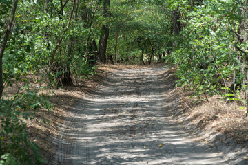Magical natural arch and footpath. Green archway shaped by branches in the forest. Long pathway through beautiful deciduous trees tunnel. Bend of tree trunks and pathway in wood.