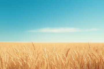 Obraz premium Golden wheat field under clear blue sky during a sunny day