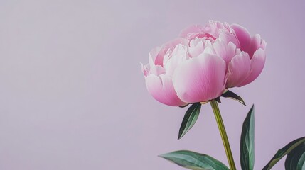A single graceful pink peony on a muted lavender backdrop, close-up shot, Minimalist style