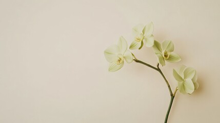 Fototapeta na wymiar A single pastel green orchid against a light taupe background, close-up shot, Minimalist style