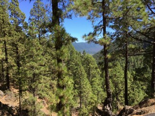 Beautiful forest landscape in serene mountains