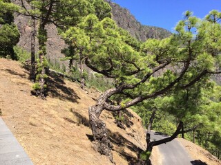 Curved pine trees along a scenic mountain road