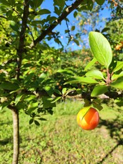 A plum tree standing tall in the heart of the woodland, its branches heavy with ripe fruit. Surrounded by lush greenery, it adds a touch of nature’s beauty to the tranquil forest environment.