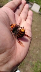744)northern giant hornet killed by Japanese honeybee counterattack(Photo taken at 11:25 on october 4, 2015)