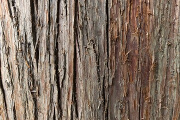 3d texture of the bark of the a thuja trunk. Thuja plicata
