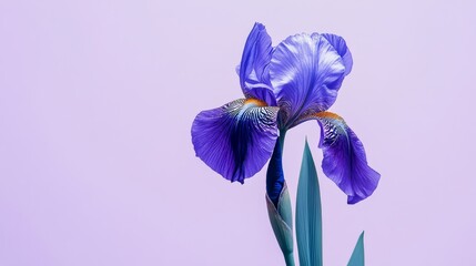 A single royal blue iris on a muted lavender background, detailed close-up shot, Minimalist style
