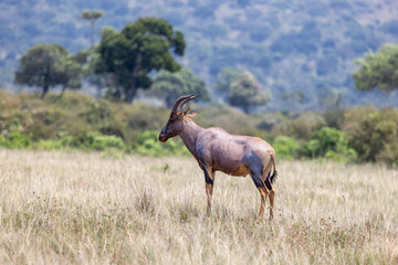 Topi standing tall in the middle of grasses in savannah grasslands of masai mara