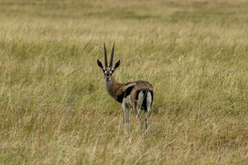 Impala grazing peacefully in the vast savannah grasslands of Masai Mara Reserve, Kenya. A stunning wildlife stock photo capturing the beauty and serenity of the African landscape and its wildlife.