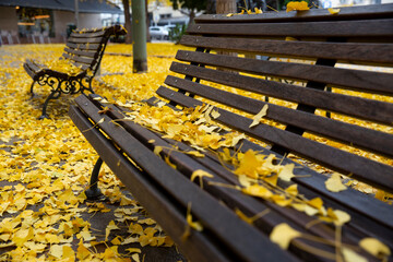 Caida de hojas amarillas en otoño sobre unos bancos en la calle