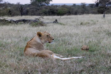 Lioness sitting majestically in the grasslands of Masai Mara, exuding strength and serenity. A stunning wildlife stock photo that captures the elegance of this apex predator in the heart of Africa
