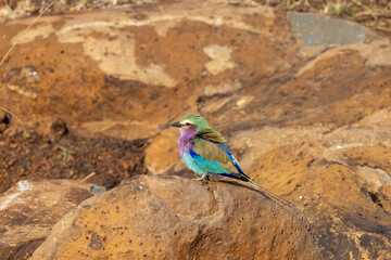 Lilac roller perched on a rock in the Masai Mara, showcasing its vibrant plumage against the rugged landscape. A striking wildlife stock photo capturing beauty and color of this iconic African bird