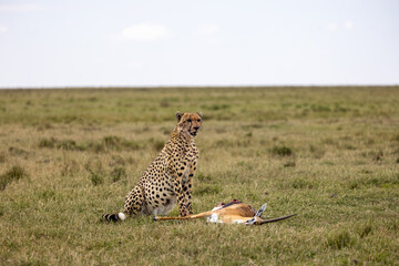 Cheetah with its kill in the open grasslands of Masai Mara, a powerful moment in the savannah. A...