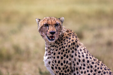 Close-Up Portrait of a Cheetah in Masai Mara, Kenya – Stunning Wildlife Photo Showcasing Elegance and Speed in the savannah grasslands