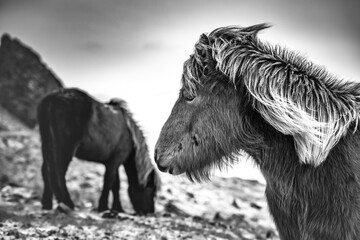 Icelandic horse in Iceland, black & white photo.