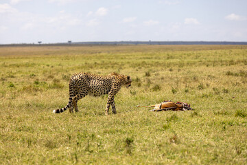 cheetah in the savannah walking towards its meal Impala lying on the ground